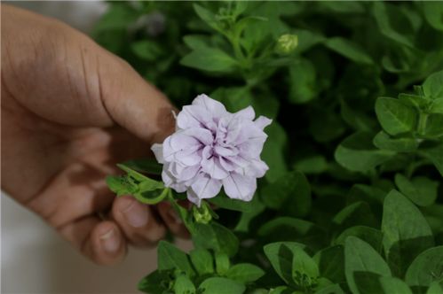 百花競艷，智繪未來——北京國際花展亮點花卉產(chǎn)品全覽